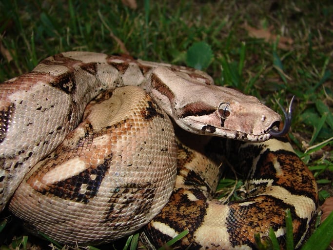 A boa constrictor with a tan and brown saddle pattern coiled on the ground