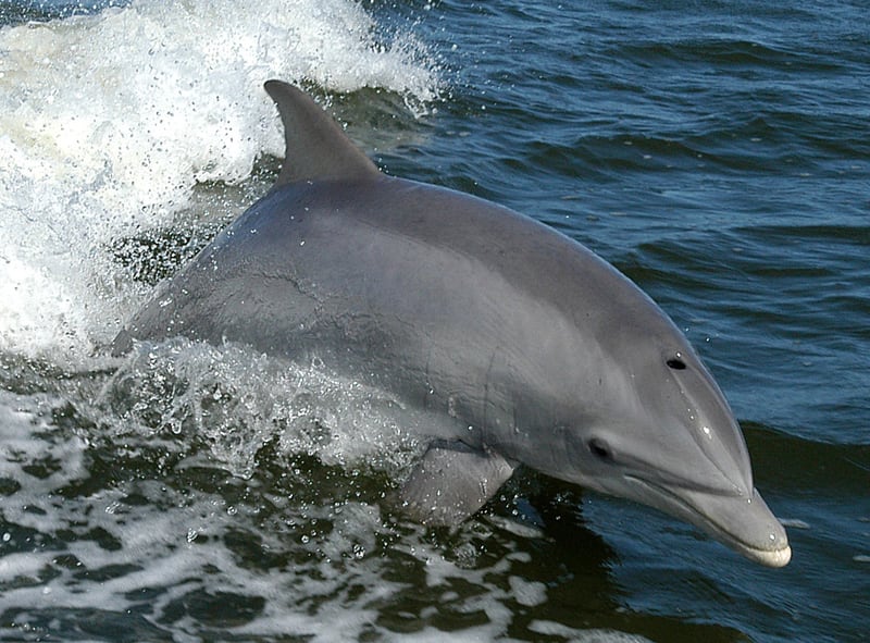 Two grey bottlenose dolphins leaping together from the sea