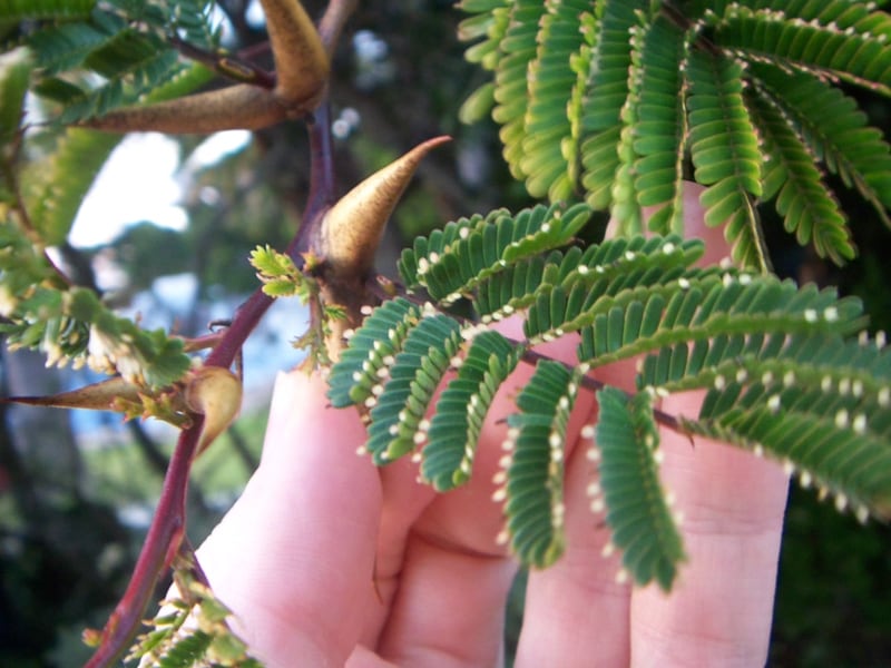 A bullhorn acacia branch with large paired hollow thorns shaped like bull horns and small ants on the stem