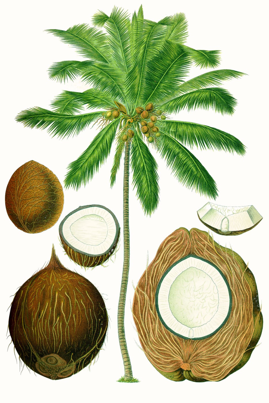 Tall coconut palms with fronds and clusters of green coconuts against a blue sky above a beach