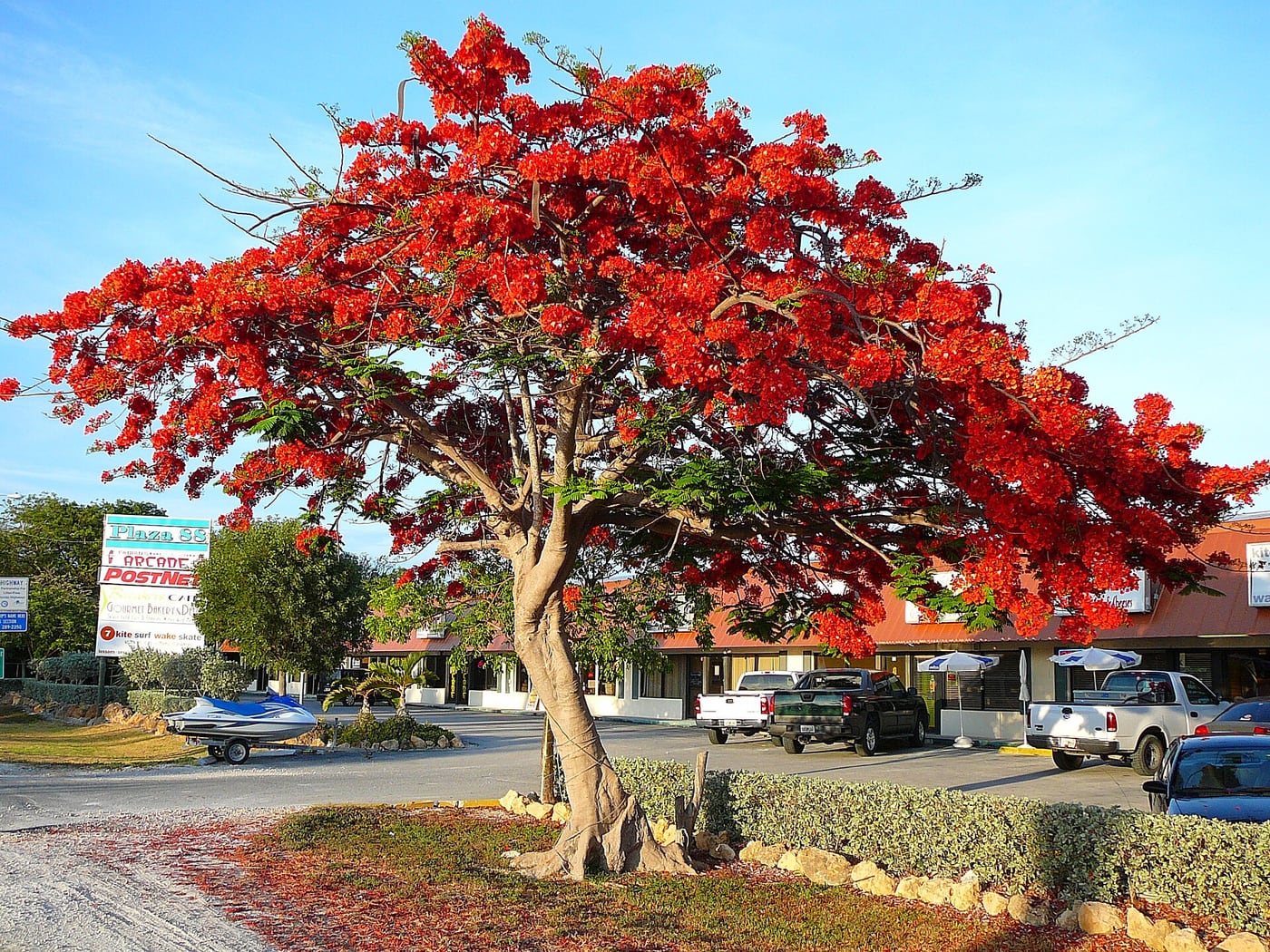 A flamboyant tree with a broad flat crown covered in bright red flowers