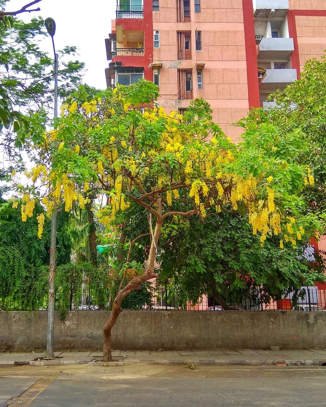 A golden shower tree with long hanging clusters of bright yellow flowers