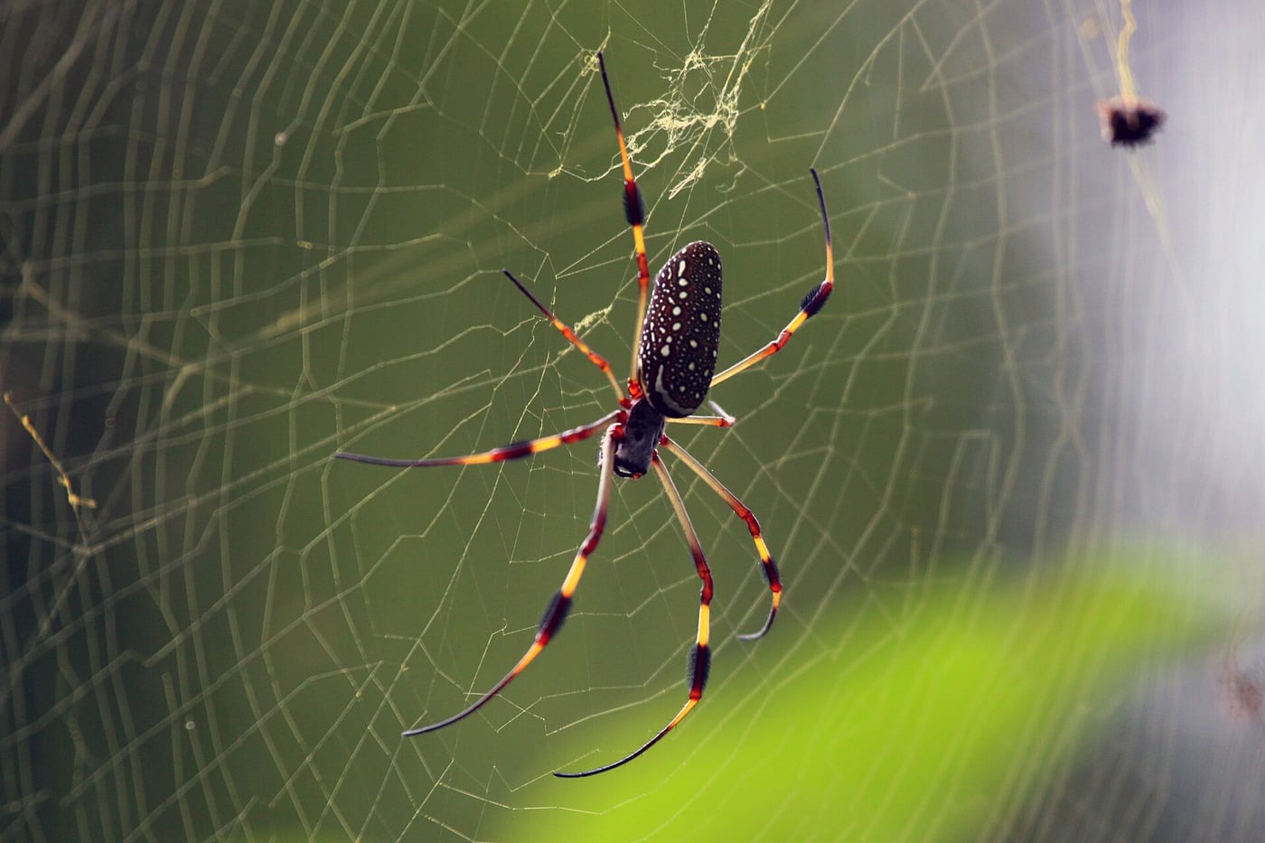 A large golden silk orb-weaver spider with a long yellow-spotted body and banded legs hanging in its web