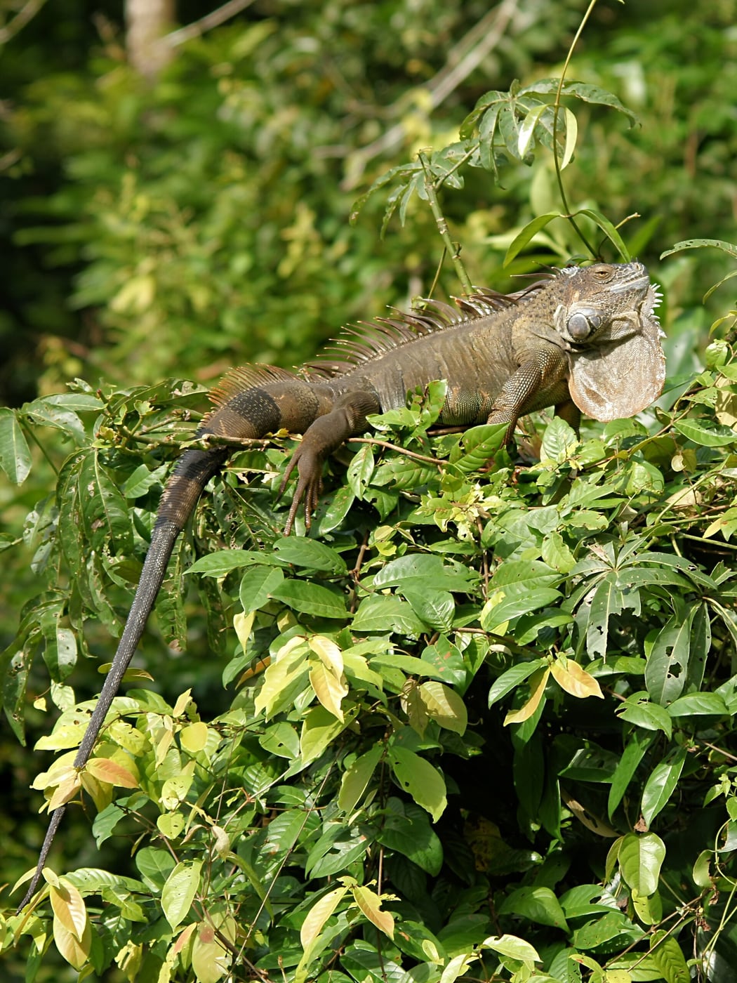 A large green iguana with a spiny crest along its back and a hanging throat flap, lying along a tree branch