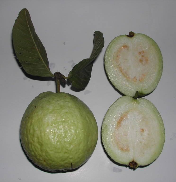 Round green guava fruit hanging among leaves on a tree