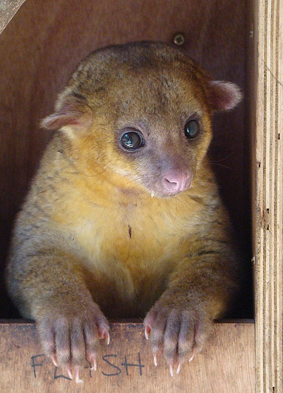 A golden-brown kinkajou with large dark eyes and a long tail clinging to a branch at night