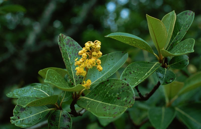 Small round yellow nance fruit clustered among the leaves of a tree