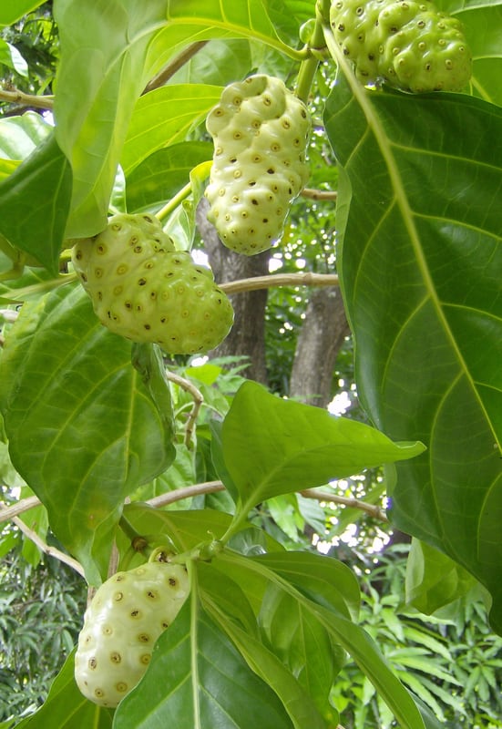A noni plant with large glossy leaves and a knobbly pale yellow-white fruit