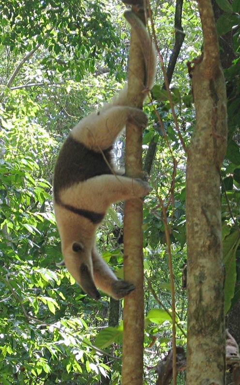 A northern tamandua anteater with a pale body and black vest marking, climbing on a branch