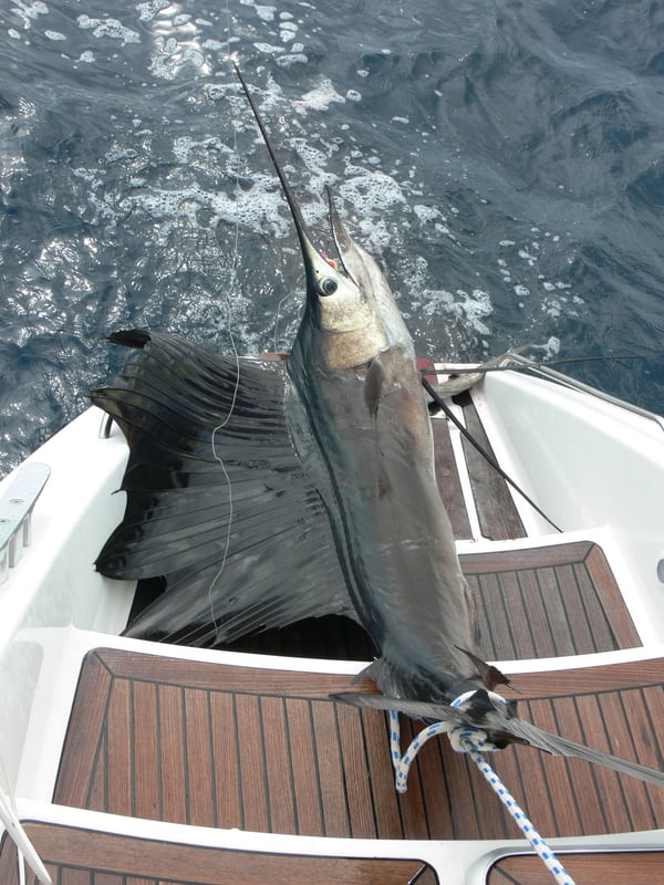 A sailfish with a huge blue dorsal fin raised and a long pointed bill leaping from the ocean