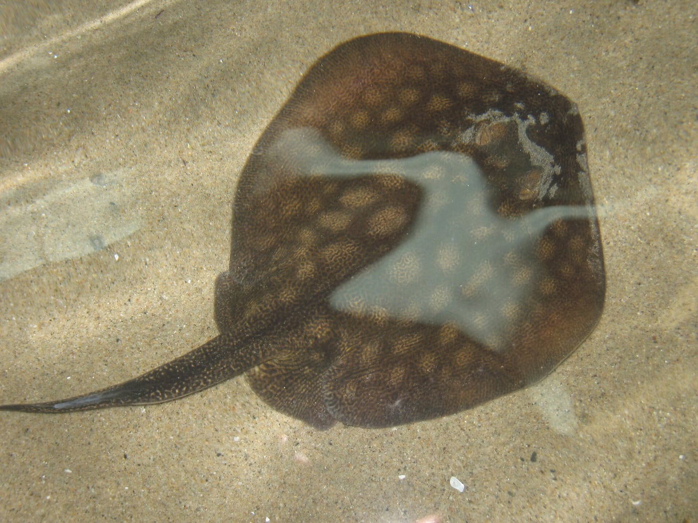 A small round stingray with a mottled brown disc lying partly buried in sand underwater