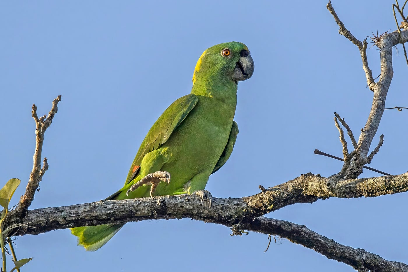 A green yellow-naped parrot with a patch of yellow on the back of its neck, perched among leaves